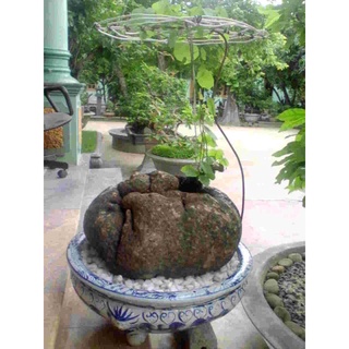 [Siêu.sale.+ tặng phân bón] Củ Bình Vôi Bonsai siêu to 🤩