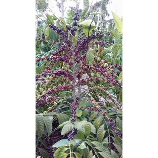 [Tặng 500g đường khi mua 2kg] 500g Cà phê organic - Cà Phê Hữu cơ HLT.vn