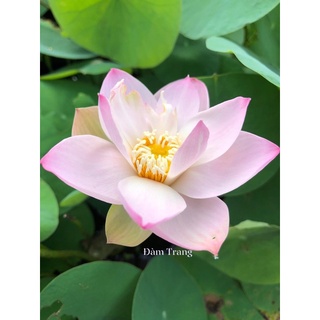 Củ sen mini Keelin