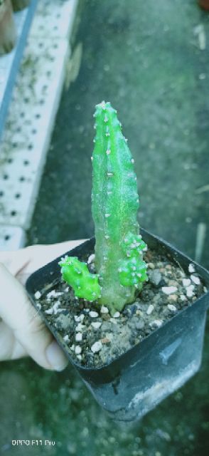 Xương rồng giống mới hoa màu hồng đậm