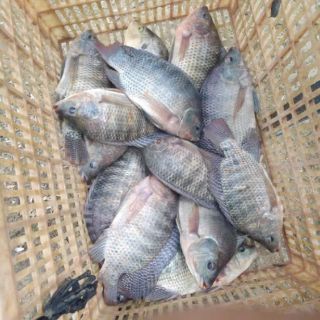 Tinh Mùi Trứng Sữa