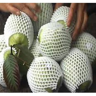 Xốp bọc ổi 0.5kg - lưu ý mỗi đơn hàng chỉ xác nhận tối đa 2kg vì kích thước quá khổ
