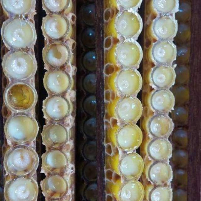 200g sữa ong chua tuoi