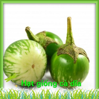 Hạt Giống Cà Dĩa