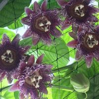 Cây Cỏ Hoa KIểng