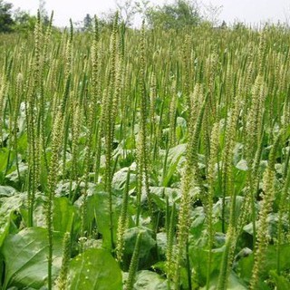 Hạt giống cây rau mã đề - Gói 2gram - STHG2