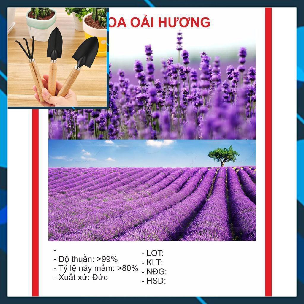 Hạt Giống Hoa Oải Hương 100 hạt TẶNG BỘ LÀM VƯƠN MINI