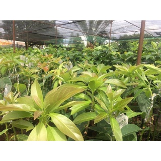 Cây giống bơ tứ quý - hàng chuẩn, cây khỏe