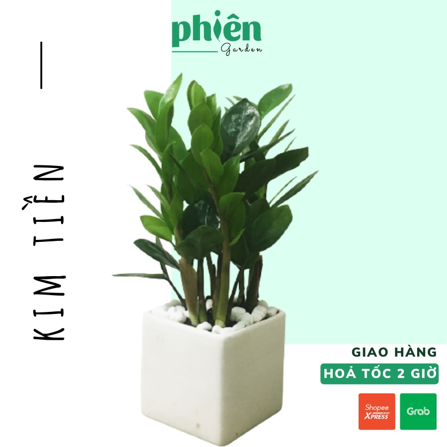 Cây Kim Tiền - Kim Phát Tài để bàn kèm Chậu gốm tráng men