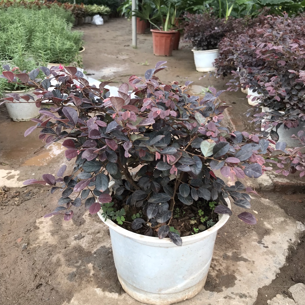 Cây hồng phụng, Cao 35cm lá đỏ bắt mắt hoa đỏ tươi, tán dày sum suê sức sống mãnh liệt, thích hợp trang trí sân vườn