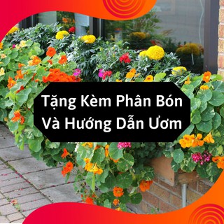 Combo 2 Gói Hạt Giống Hoa Sen Cạn