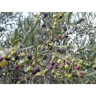 HẠT GIỐNG CÂY OLIU - 3 Hạt/ gói