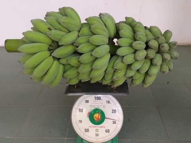 Combo 3 cây chuối tây thái. Tặng kèm túi phân