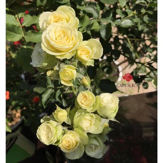 Cây giống hoa hồng