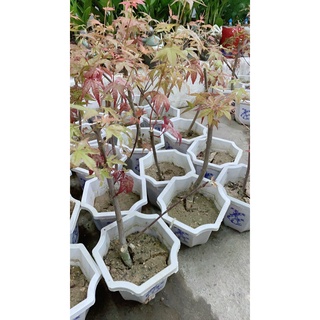 Cây Phong Lá Đỏ 30-40cm