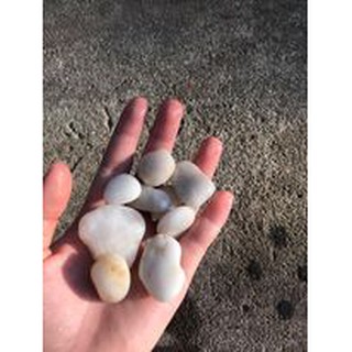 đá cuội trắng trang trí bể cá,trang trí cây cảnh