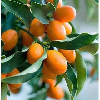 CÂY TẮC THÁI GIỐNG NGỌT SIÊU TRÁI, CÂY TẮC MỸ - CÂY QUẤT THÁI
