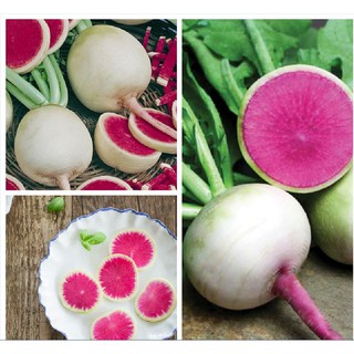 hạt giống củ cải xanh ruột đỏ 2gram - HGT