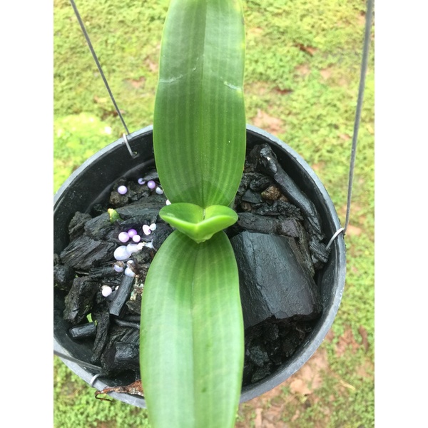 Lan đai châu buôn đôn lá mít rụt rịt giá 99k một chậu