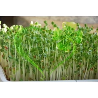 Hạt giống mầm củ cải trắng