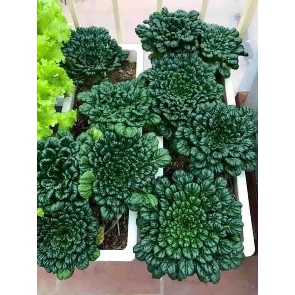 200 hạt giống cải hoa hồng f1 nhập khẩu 💥SALE LỚN💥 chất lượng cao