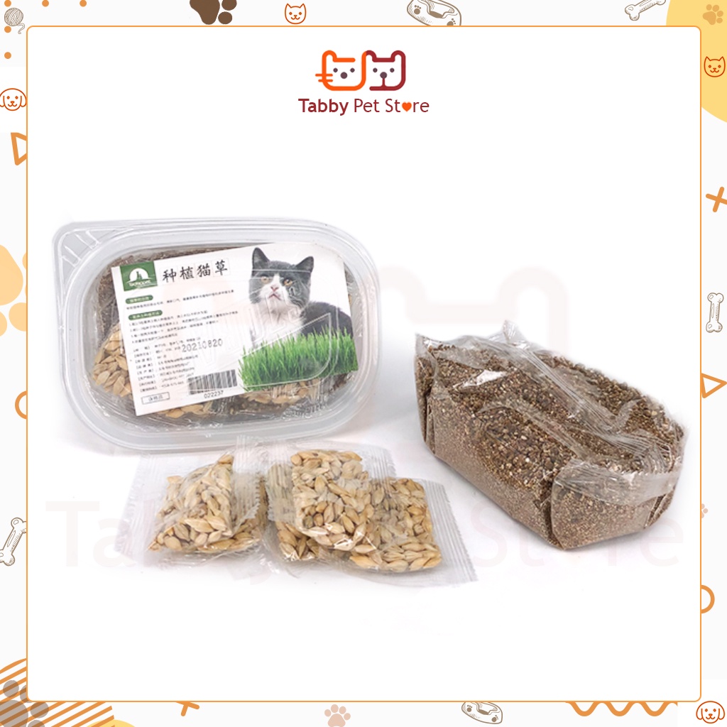 Cây cỏ mèo tươi tự trồng cỏ lúa mạch Tabby Pet Store
