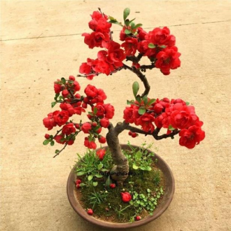 Hạt giống hoa mai Trung Quốc màu đỏ sỉ 1k