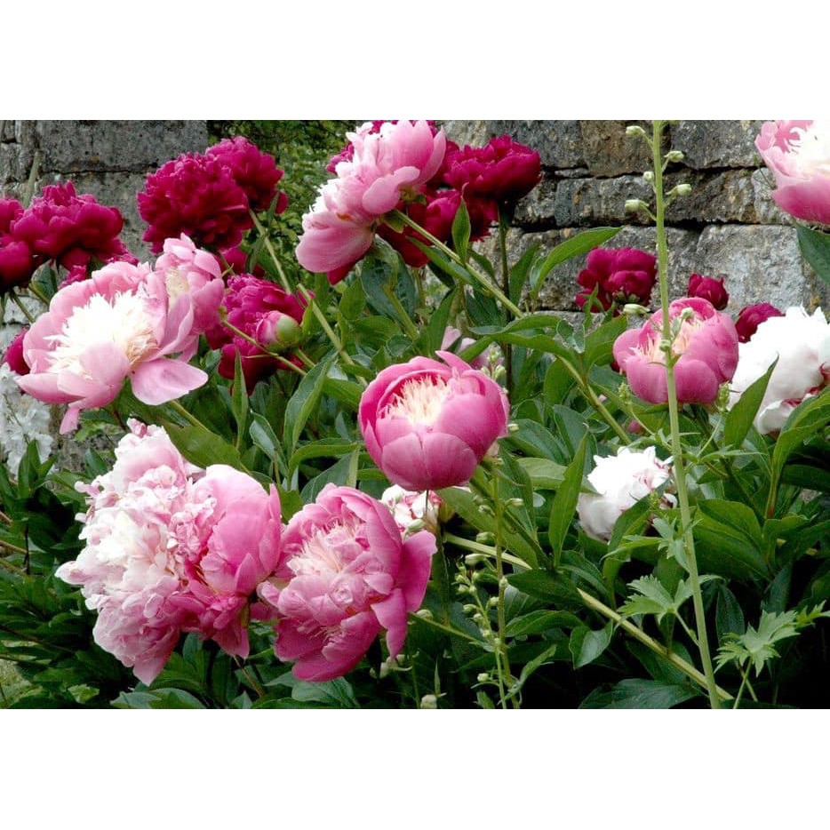 Nước hoa hương hoa mẫu đơn Pivoine_Fragonard nội địa Pháp