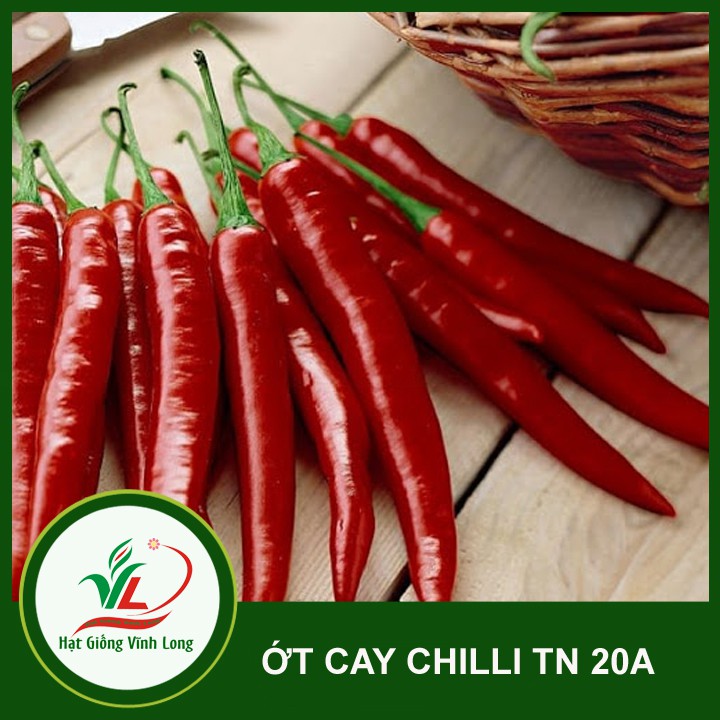 Hạt giống Ớt sừng cay Chilli TN 20A - 1g