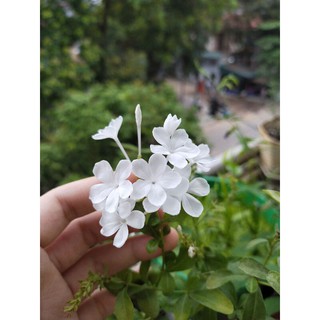 Cây bạch xà trưởng thành, đang nụ hoặc sắp nụ