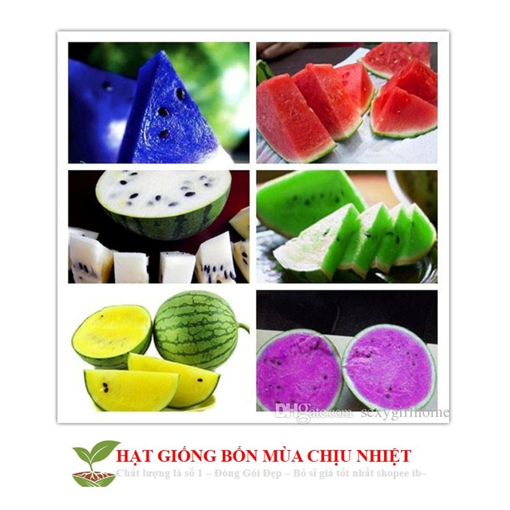 Hạt giống dưa hấu cầu vồng 10 HẠT