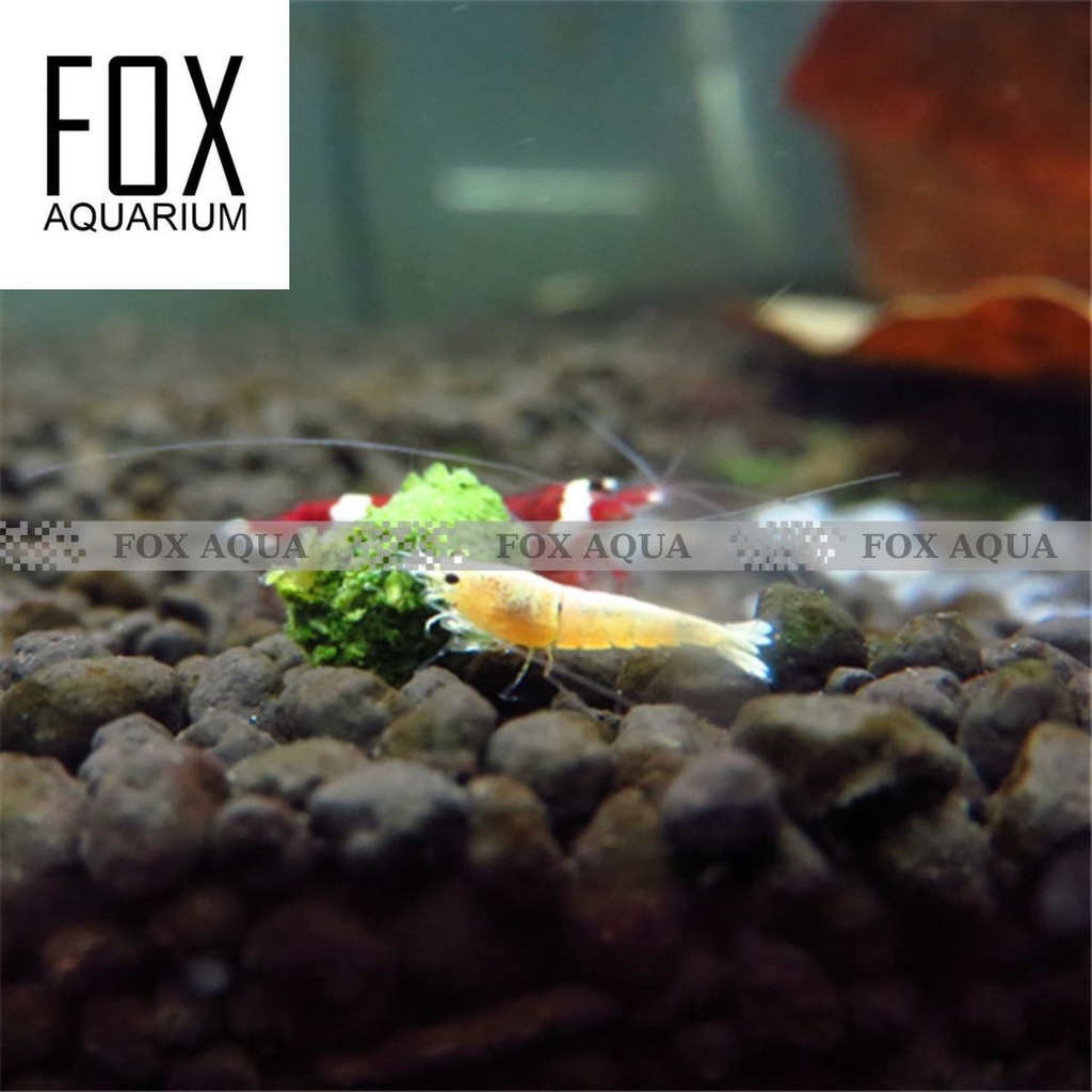 Thức Ăn Cho Tép Cảnh Rau Bina - Thức ăn Nhật Bản cho tép