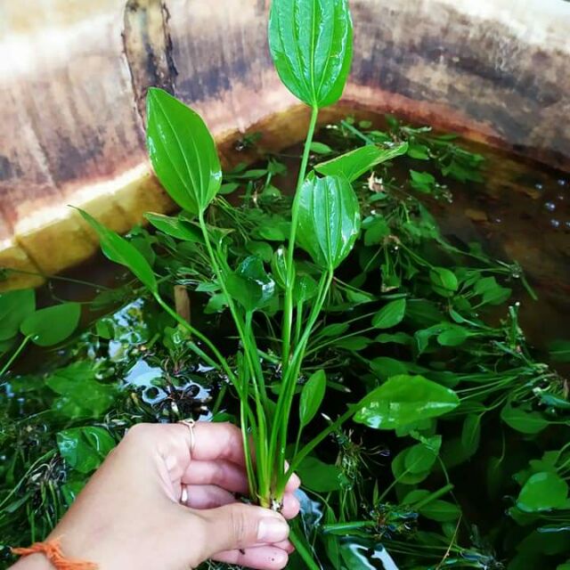Cây Lan Nước  - Cây Thủy Sinh Dễ Trồng, Dễ Sống