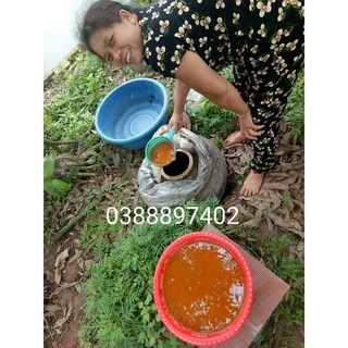 Cốt gừng nghệ hạt gấc hạ thổ Bảo Linh
