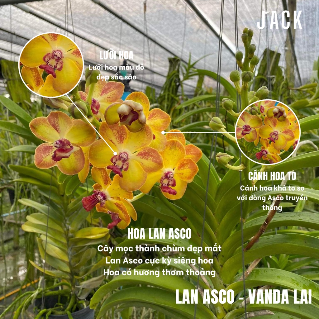 Lan Asco Vàng Lưỡi Đỏ - Vanda Lai Ngọc Điểm Thơm
