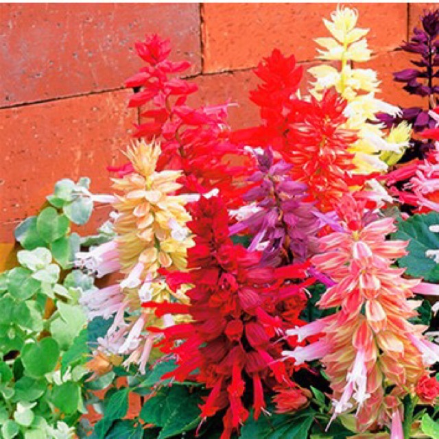 Hạt giống hoa pháo đỏ còn gọi là hoa xác pháo hay được sử dụng để trang trí bàn làm việc, ban công