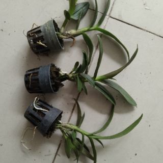 Lan denro mini yaya giống