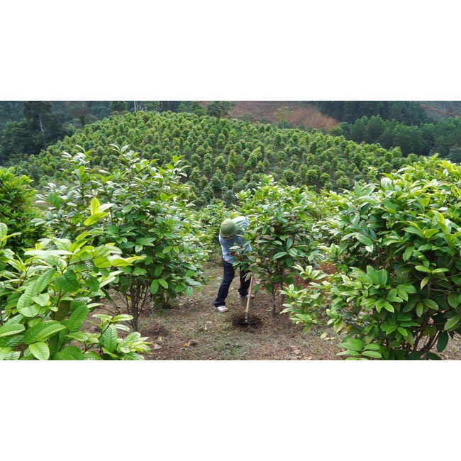 [Chính hãng] 40g Chè hoa vàng Comepharm chữa ung thư, mỡ máu, huyết áp, tốt cho sức khỏe | BigBuy360 - bigbuy360.vn