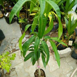 Cây 🌲 Xoài đỏ.... Nhật