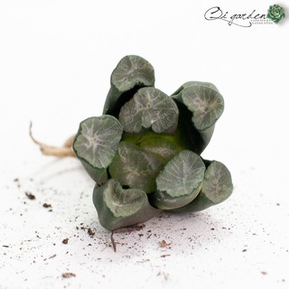 Sen đá kim cương Haworthia Mauii Hyb