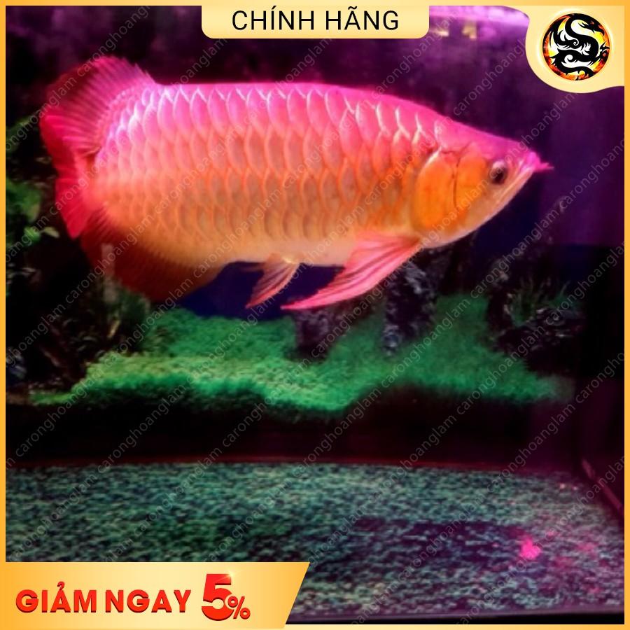 AQUA MAX 3 Men Diệt Tảo, Rêu Hại Phân Hủy Các Chất Hữu Cơ Cho Hồ Cá Hủ 50gram