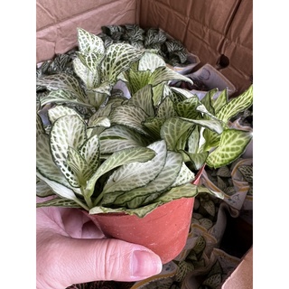 chậu cây cẩm nhung (cây lá may mắn )