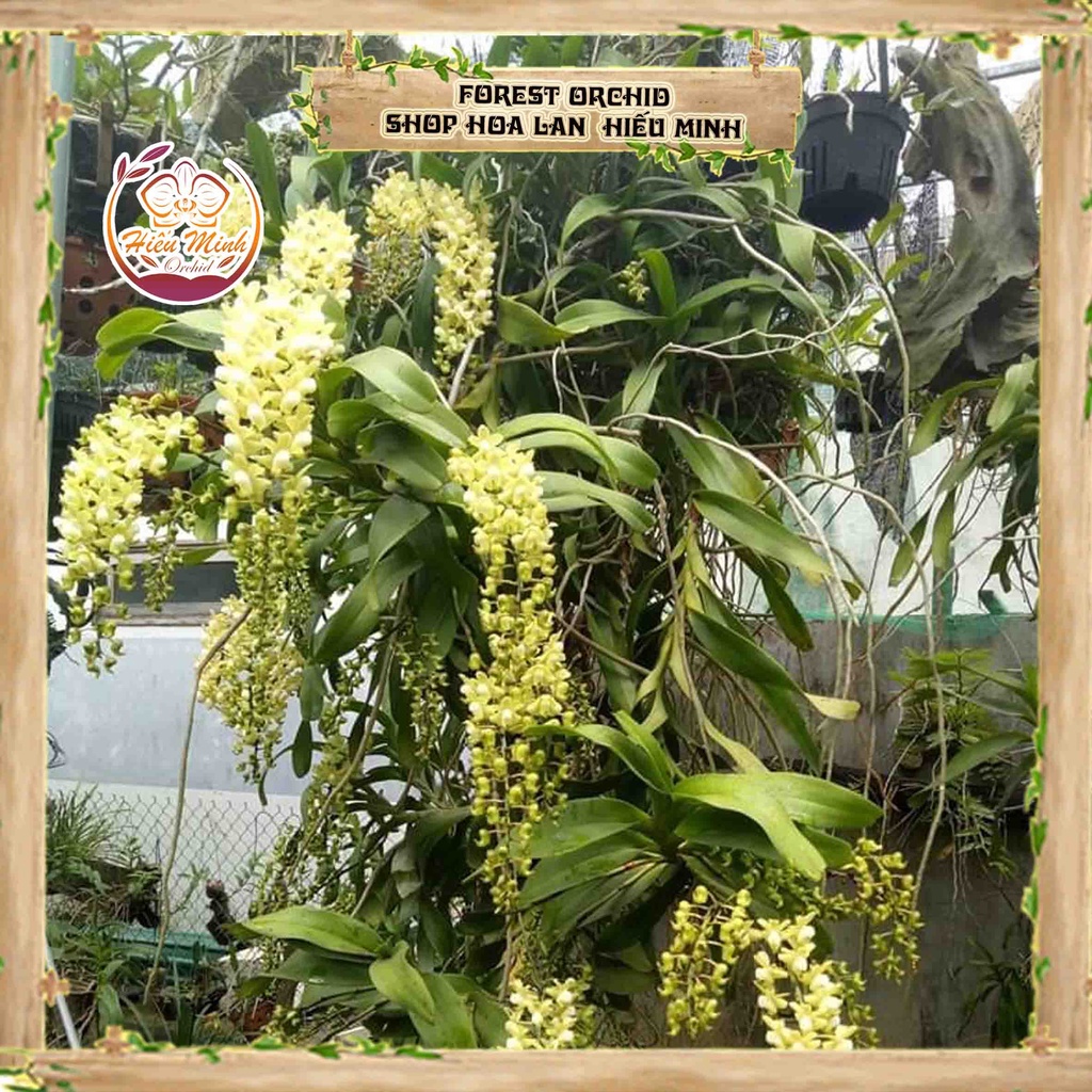 Hoa Lan  Quế Trắng Xếp Tháng 8, Phong lan đột biến rừng Tây Bắc, Lào, Cây Giống Giá Rẻ, Địa, Hồ Điệp