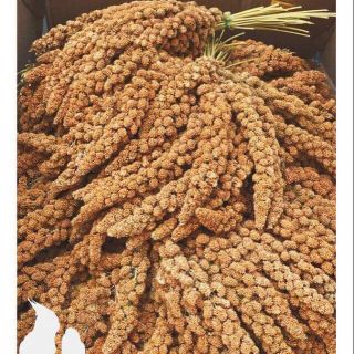 Kê chùm dài 25-30 cm (ảnh số 2 là ảnh thật)