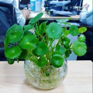 Combo 1 bó Cây cỏ đồng tiền cây rau má thái làm giống trồng thuỷ sinh