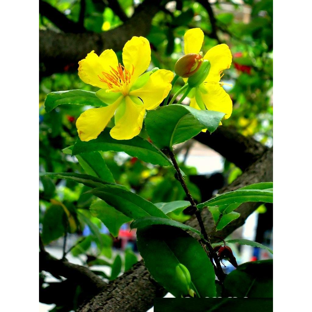 (hàng mới) CÂY MAI TỨ QUÝ - HOA CỰC ĐẸP - BẦU NHỠ, GỬI ĐI NGUYÊN BẦU