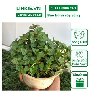 LINKIE | Chậu cây bạc hà chocomint để bàn giống chuẩn thơm ngát sống 100% - Cây chocolate mint châu Âu đậm vị