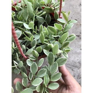 caykiengsadec hạt dưa Cảm thạch + tặng  phân bón - hoa kiểng lá-cây phong thủy - trang trí nội thất