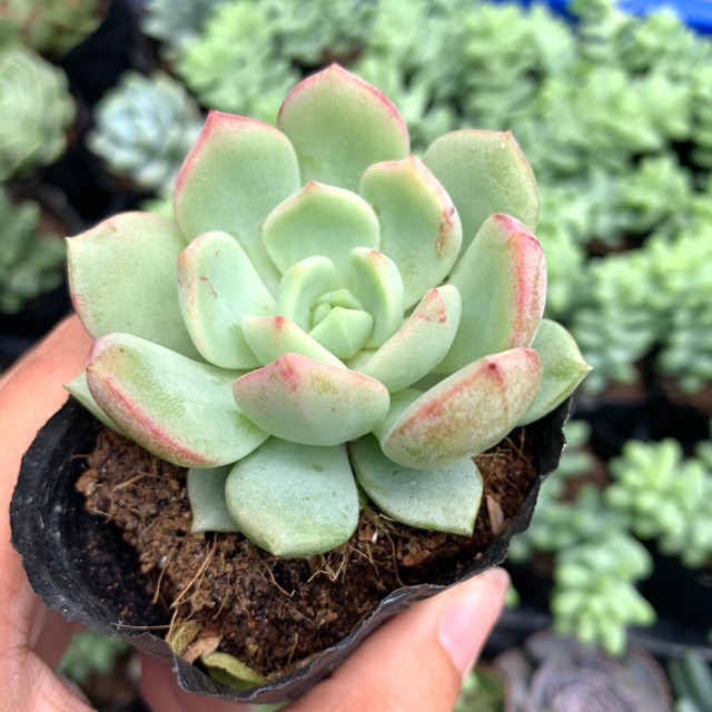 SEN ĐÁ MÁ HỒNG FREESHIP  ĐÃ THUẦN XỨ NÓNG SIU CUTE CHUẨN SIZE BẦU