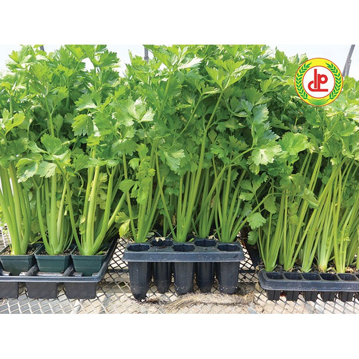 Hạt giống rau mùi tây